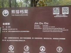 -都江堰中华大熊猫苑
