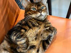 -豆逗聊愈猫阁Easy Life