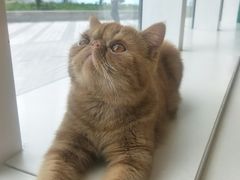 -飞行喵MR PILOT|猫舍·猫咖(静安大融城店)