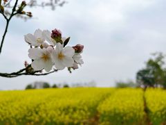 -径山花海
