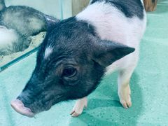 -藦茜花园宠物主题亲子互动体验馆(国顺东路店)