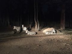 -清迈夜间动物园
