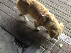 -官亭路小吃一条巷