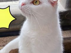-猫岛主趣味餐厅(鼓浪屿店)