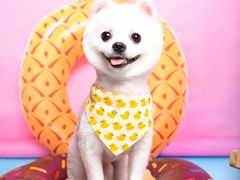 -读宠于你·约克夏比熊·睫角守宫·爬宠售卖(高新店)