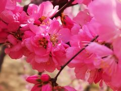 -大兴滨河森林公园