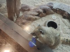-昆明大悦城未来动物城(螺蛳湾中心店)