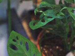 -About Bistro關於·泰式家庭料理