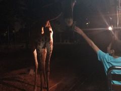 -清迈夜间动物园