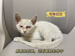 -谐和贝康宠物医院24小时·宠保定点(急重症转诊中心)