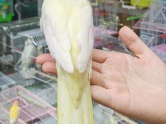 -青石桥花鸟鱼虫市场(叠翠城店)