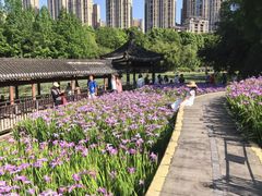 -龙头寺公园