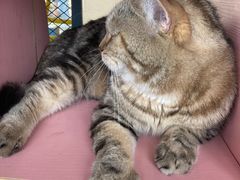 -喵屿·大理花园猫咖