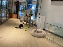 -momokira米努特·德文卷毛猫·棉花面纱犬