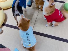 -逗柴咖啡屋·狗咖猫咖宠物桌游