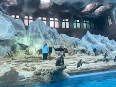 -帝企鹅自助餐厅•儿童岛•真企鹅(长隆企鹅酒店)