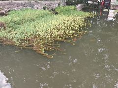 -成都市活水公园