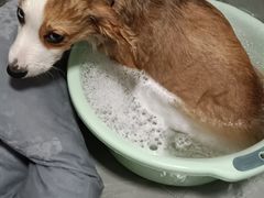 -天使宠物医院·犬猫分诊(彩虹店)