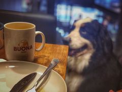 -百好乐宠物友好餐厅(朝外大街店)