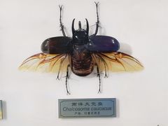 -上海昆虫博物馆