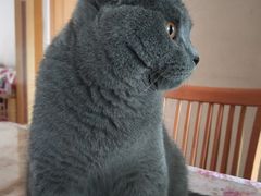 -喜多萌中农锦绣动物医院24H·猫科·牙科MRI·CT