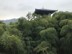 -大唐贡茶院