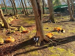 -宫城藏王狐狸村