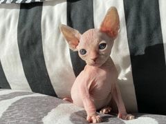 -中农国际动物医院24小时·猫科·骨科·急重症中心