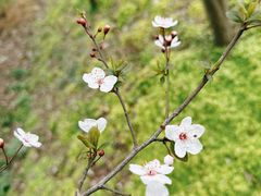 -国际非物质文化遗产博览园