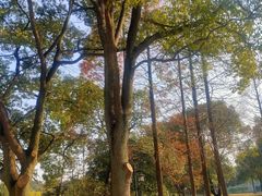 -苏州上方山国家森林公园