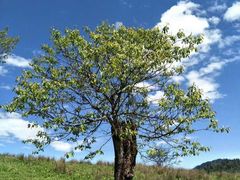 -硗碛藏寨·神木垒景区