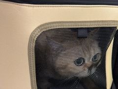 -北京观赏动物医院·24小时大型综合·猫专科·异宠专科