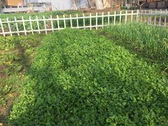 -田园东方蜜桃村的田野营地