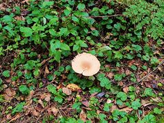 -五营红松林海景区