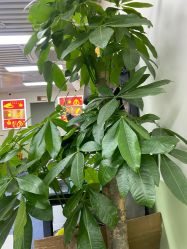 -邵老师打金·黄金加工(大望路总店)