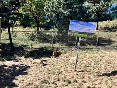 -西霞口神雕山野生动物世界