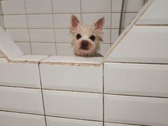 -帕帕拉兹宠物(亚洲旗舰店)