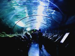 -悉尼海洋生物水族馆