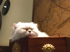 -more than meow吴止猫主题餐厅(承德 中船汇店)