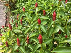 -广州白江湖森林公园