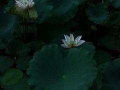 -深圳仙湖植物园-停车场
