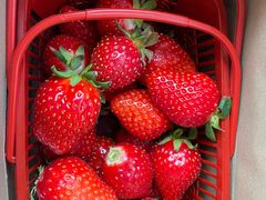 -甜心庄园·甜心草莓采摘园(西青中北店)