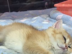 -FAELING PETS美天灵宠物(富力广场店)