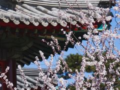 -颐和园