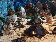 -中国（海南）南海博物馆