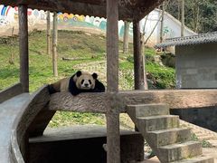 -中国大熊猫保护研究中心雅安碧峰峡基地