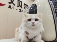 -艾贝尔宠物医院·宠保定点·超声绝育·免疫点(樱花路店)