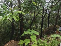 -火炉山森林公园