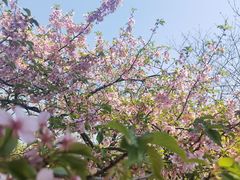 -顾村公园