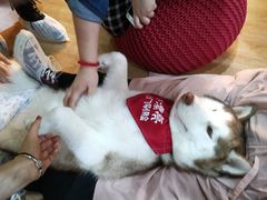 -Husky Go! 哈士奇体验馆·宠物咖啡厅狗咖